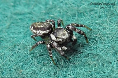 Jumping spider - Pelegrina 9 m11