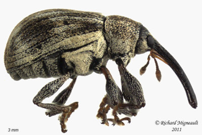 Weevil Beetle - Anthonomus lecontei 1 m11