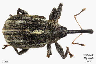 Weevil Beetle - Anthonomus lecontei 2 m11
