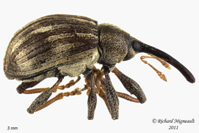 Weevil Beetle - Anthonomus lecontei 3 m11