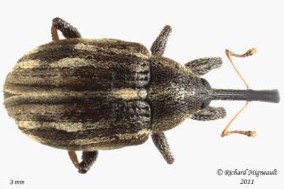 Weevil Beetle - Anthonomus lecontei 4 m11