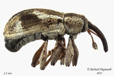 Weevil Beetle - Anthonomus lecontei 5 m11