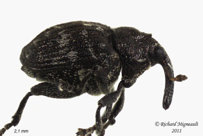 Weevil Beetle - Anthonomus lecontei 6 m11