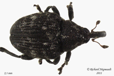 Weevil Beetle - Anthonomus lecontei 7 m11