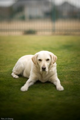 Hallie the Labrador Retriever