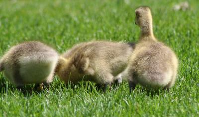 Goslings