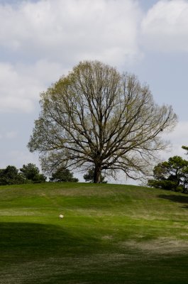 the hated tree...