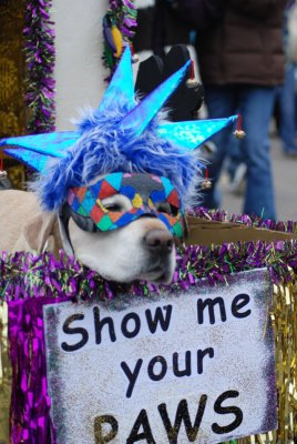Mardi Gras Pet Parade