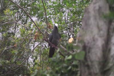 White-crowned Pigeon (Patagioenas leucocephala)