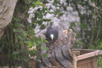 White-crowned Pigeon (Patagioenas leucocephala)