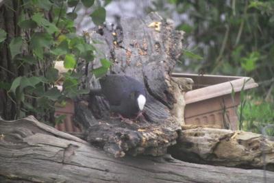 White-crowned Pigeon (Patagioenas leucocephala)