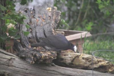 White-crowned Pigeon (Patagioenas leucocephala)
