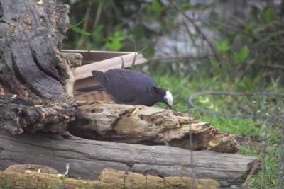 White-crowned Pigeon (Patagioenas leucocephala)