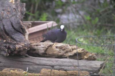 White-crowned Pigeon (Patagioenas leucocephala)