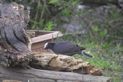 White-crowned Pigeon (Patagioenas leucocephala)