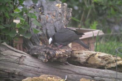 White-crowned Pigeon (Patagioenas leucocephala)