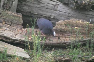 White-crowned Pigeon (Patagioenas leucocephala)