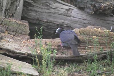 White-crowned Pigeon (Patagioenas leucocephala)