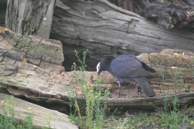 White-crowned Pigeon (Patagioenas leucocephala)