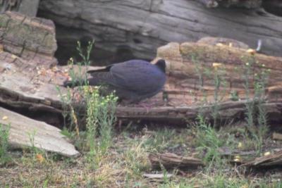 White-crowned Pigeon (Patagioenas leucocephala)