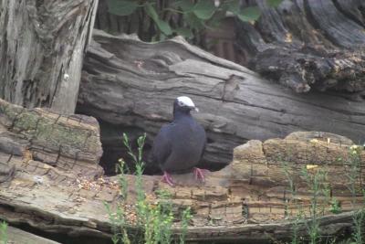 White-crowned Pigeon (Patagioenas leucocephala)