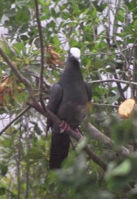 White-crowned Pigeon (Patagioenas leucocephala)