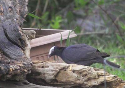 White-crowned Pigeon (Patagioenas leucocephala)