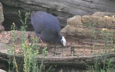 White-crowned Pigeon (Patagioenas leucocephala)