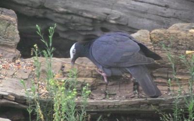 White-crowned Pigeon (Patagioenas leucocephala)