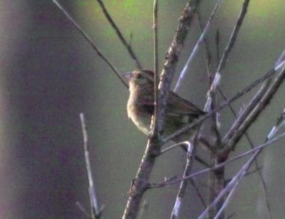 Bachman's Sparrow (Aimophila asetivalis)