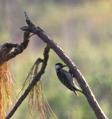 Red-cockaded Woodpecker (Picoides borealis)