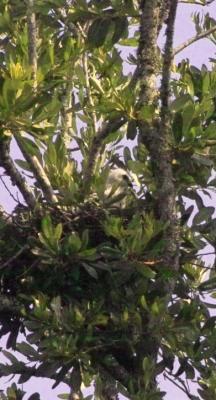 Mississippi Kite (Ictinia mississippiensis)