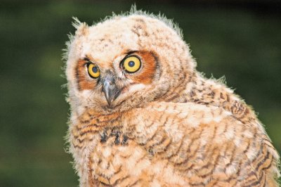 Owl chick