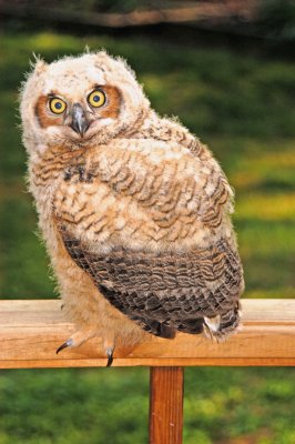 Owl chick