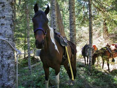 Patch, Joy and Sweety (Packwood Lake Trail)
