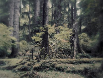 forest-understory.jpg
