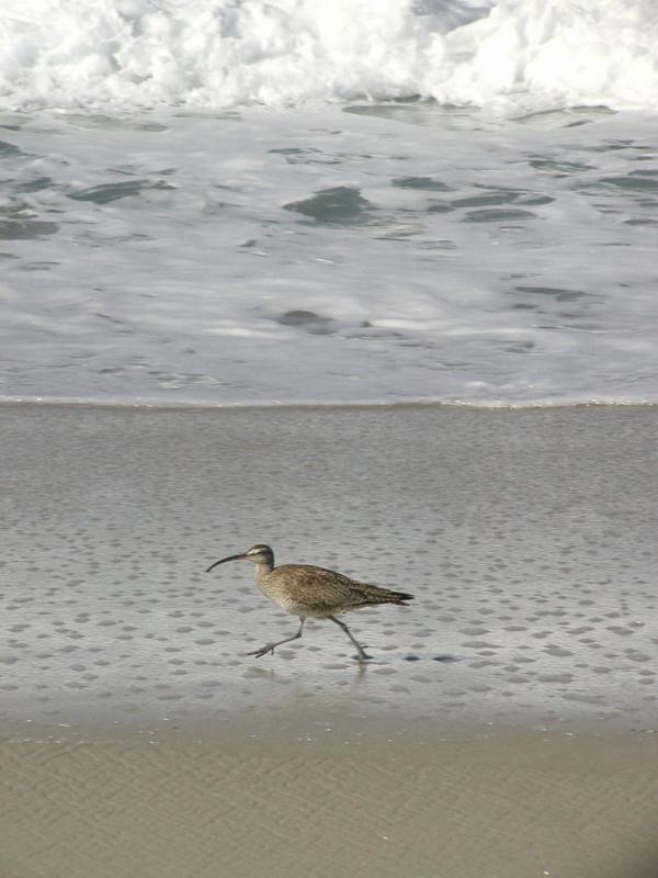 Moss Landing (California)