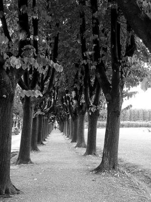 Lucca