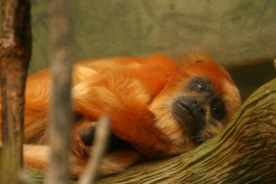 Frankfurt Zoo