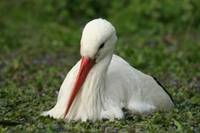 Frankfurt Zoo