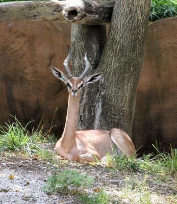 St Louis Zoo