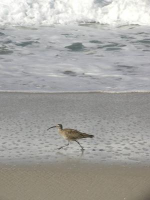Moss Landing (California)