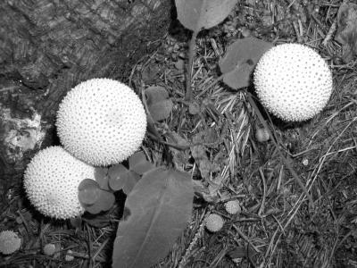 Fungi