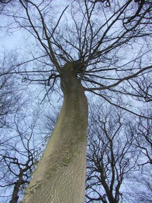 Looking up to trees...