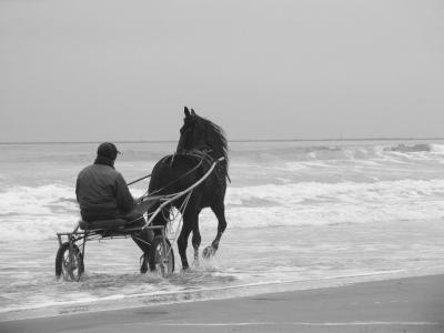 Exercising the Horses