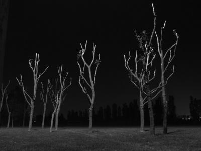 Naked Trees