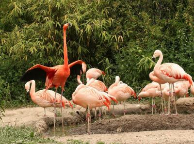 Frankfurt Zoo