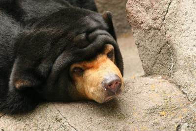 Frankfurt Zoo