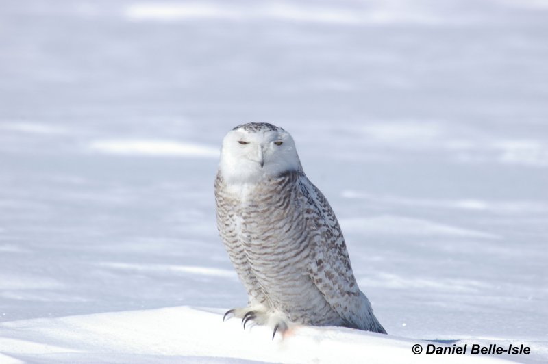 Harfand des neiges