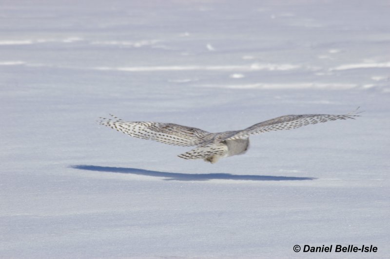 Harfand des neiges